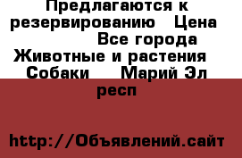 Предлагаются к резервированию › Цена ­ 16 000 - Все города Животные и растения » Собаки   . Марий Эл респ.